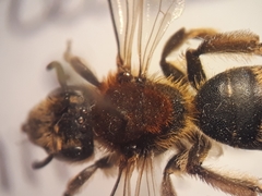 Andrena lagopus