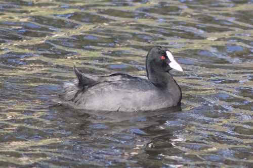 Eurasian Coot