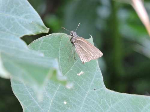 Polytremis mencia