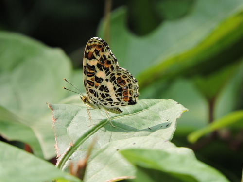 Araschnia doris