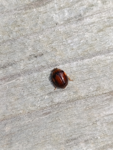 10-spot Ladybird