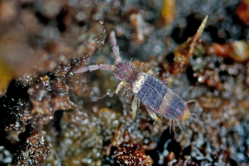 Entomobrya albocincta, photo 3 of 10