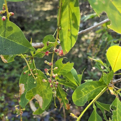 Barringtonia acutangula, photograph 4