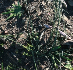 Freesia caryophyllacea