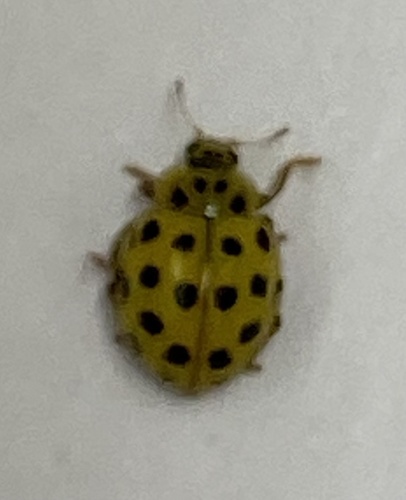 22-spot Ladybird