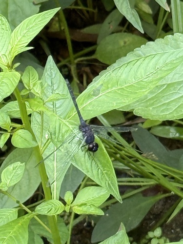 Indigo Dropwing