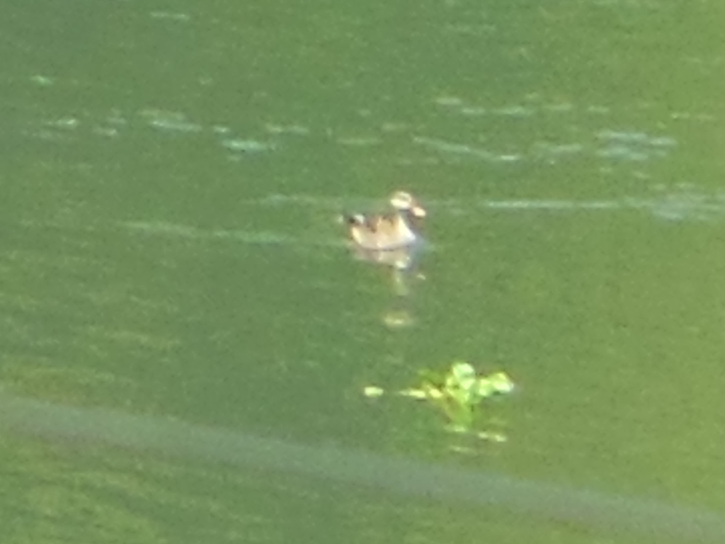 Indian Spot-billed Duck
