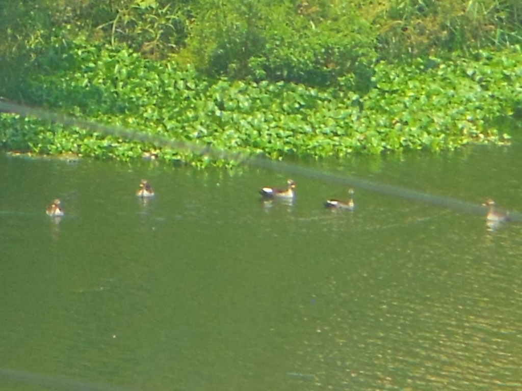 Indian Spot-billed Duck