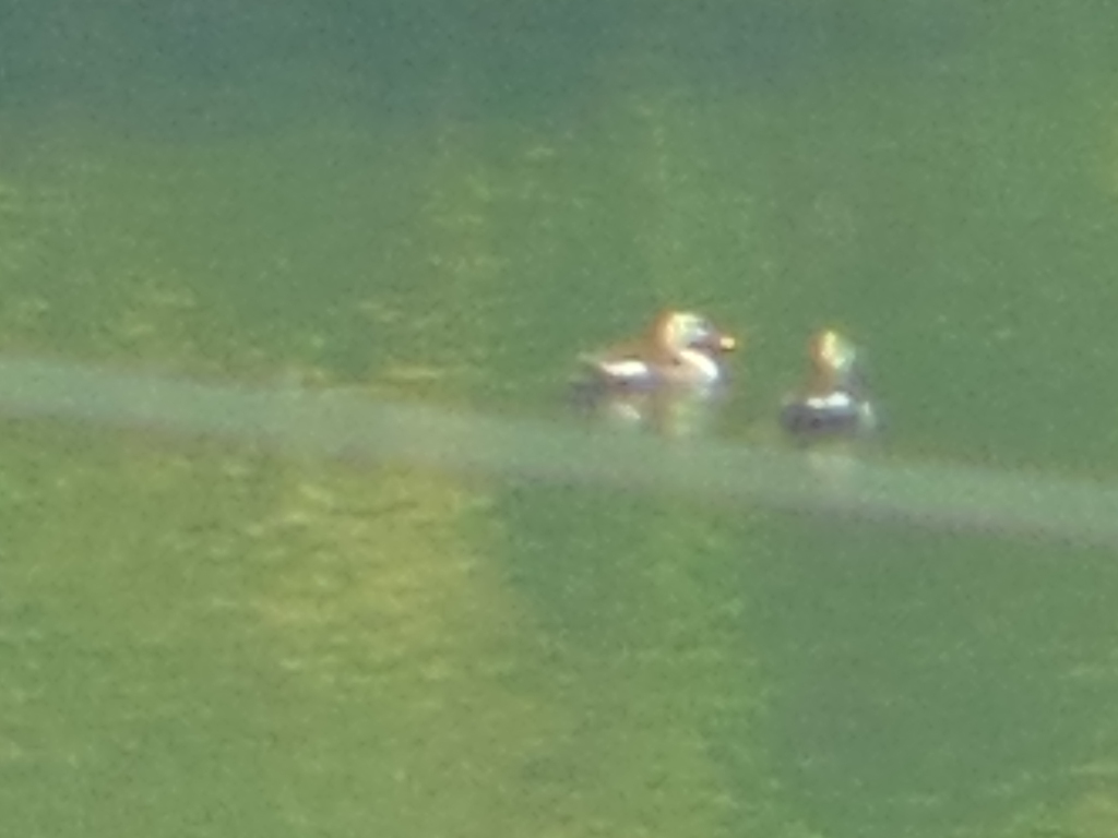 Indian Spot-billed Duck