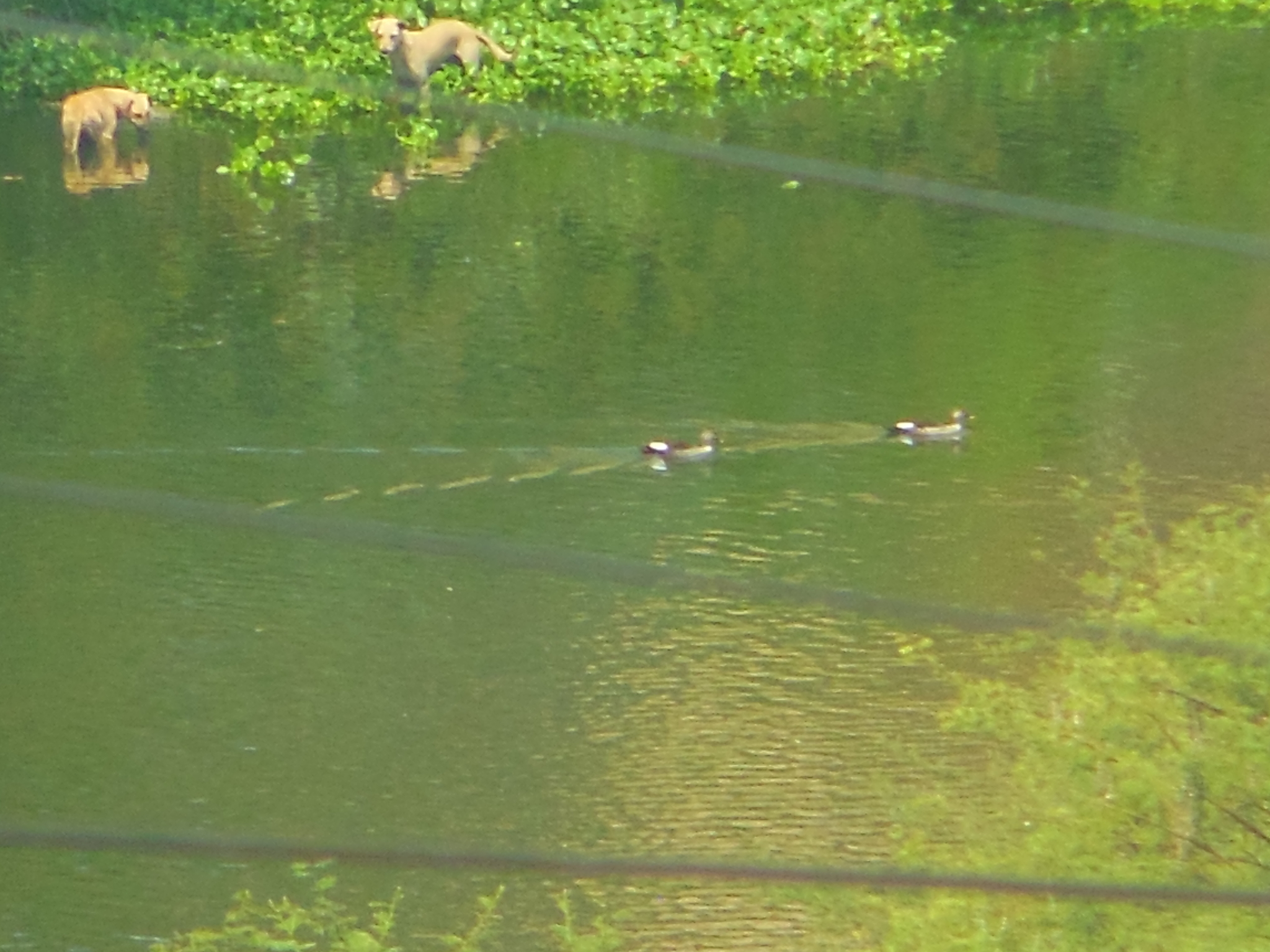 Indian Spot-billed Duck