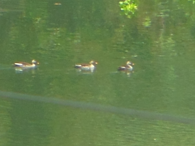 Indian Spot-billed Duck