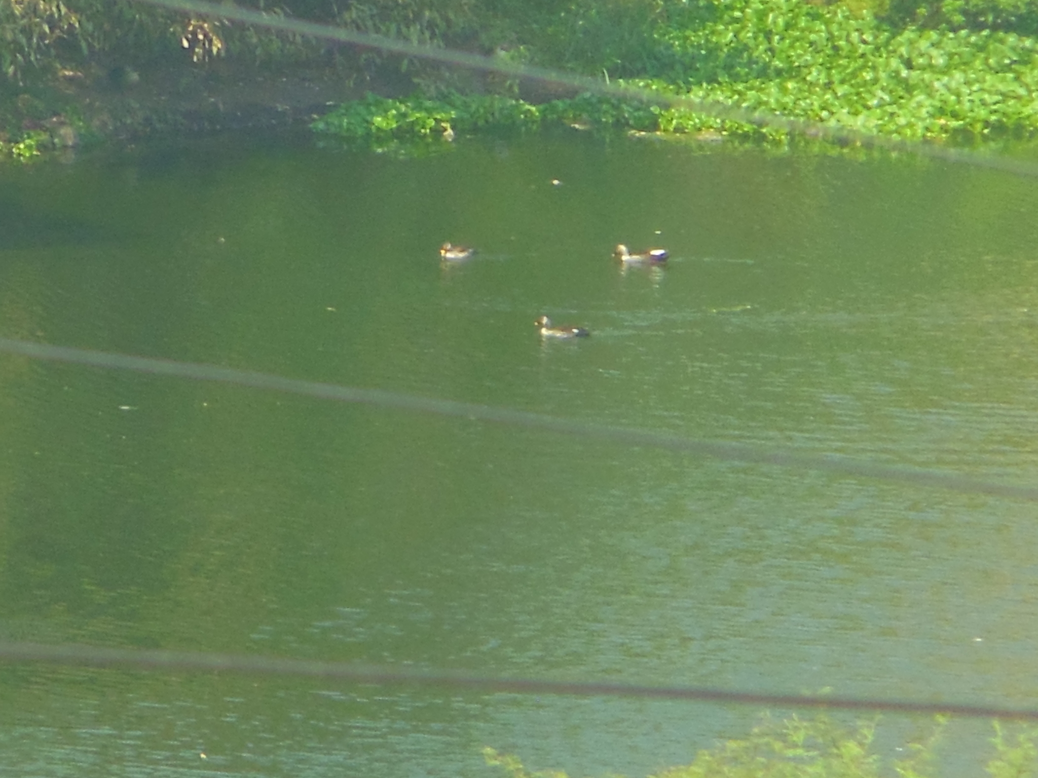 Indian Spot-billed Duck