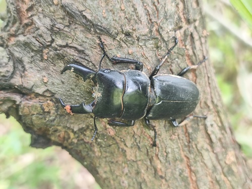 Serrognathus titanus platymelus
