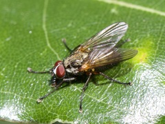 Diptera