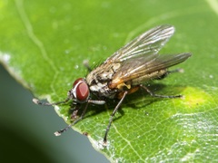 Diptera
