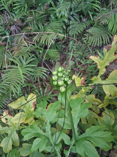 Tacca leontopetaloides observed 2026-06-04