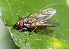 Diptera