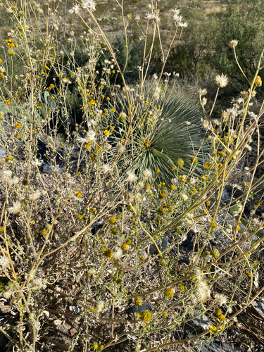 Trans-Pecos Poreleaf