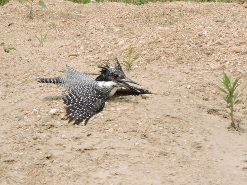 Crested Kingfisher