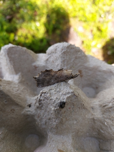 Pale Prominent