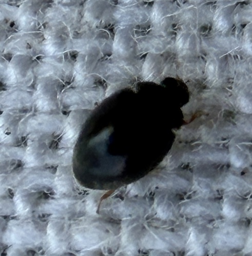 Dot Ladybird