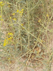 Haplophyllum tuberculatum