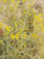 Haplophyllum tuberculatum