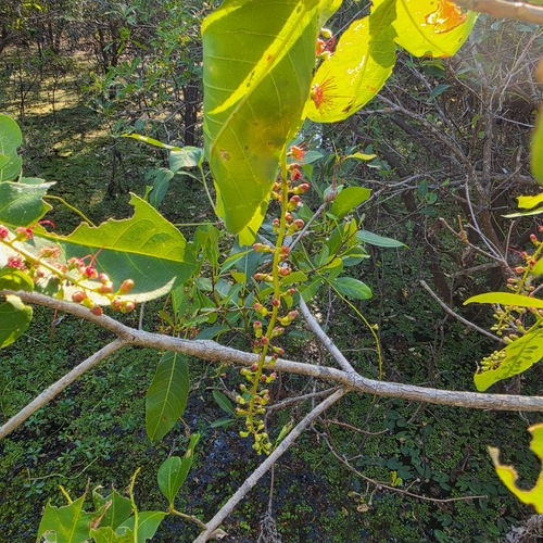 Barringtonia acutangula, photograph 5