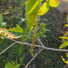 Barringtonia acutangula, photograph (c) Martin Rady, some rights reserved (CC BY)