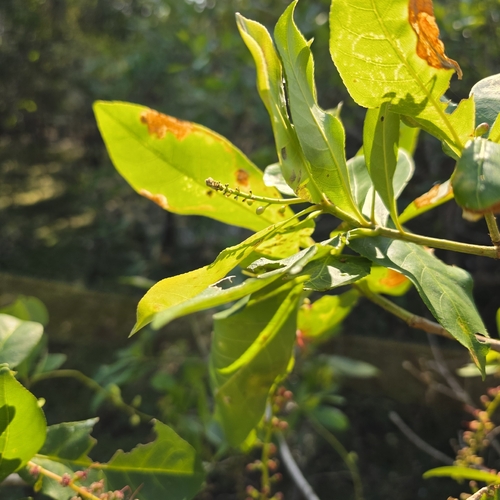 Barringtonia acutangula, photograph 6