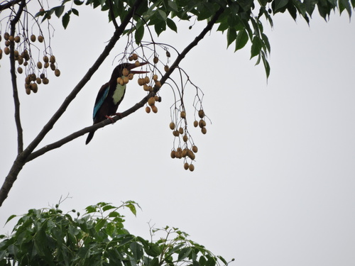 White-throated Kingfisher