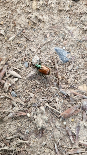 Garden Chafer