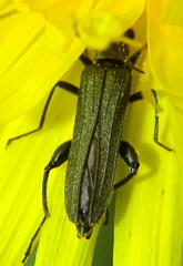 Oedemera virescens