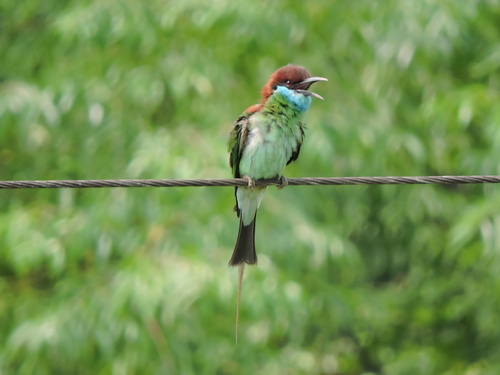 Blue-throated Bee-eater