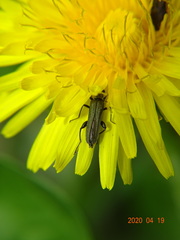 Oedemera virescens