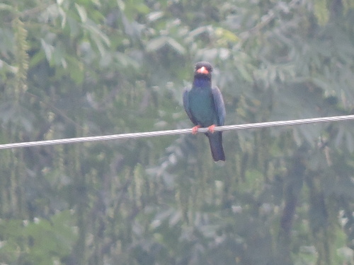 Dollarbird