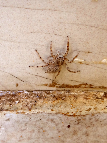 Plexippoides flavescens