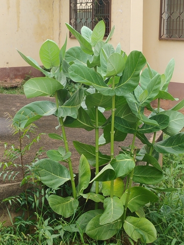 giant milkweed