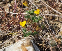 Medicago rigidula