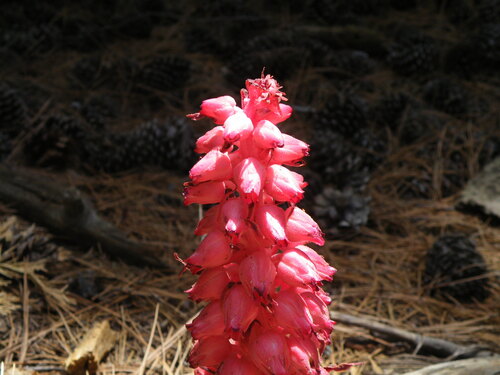 iNaturalist observation photo of Snowplant