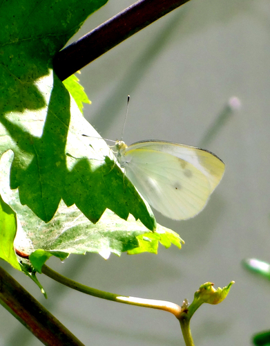 Small White