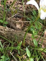 Zephyranthes atamasco