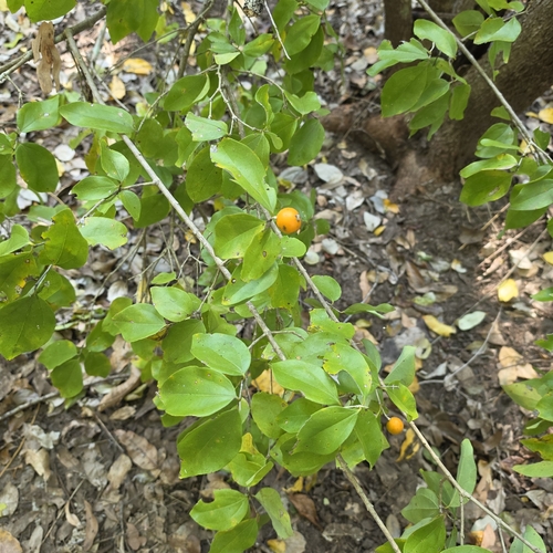 Strychnos lucida (Strychnos lucida)