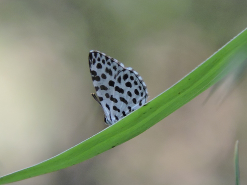 Forest Pierrot