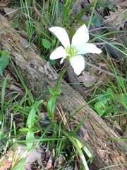 Zephyranthes atamasco