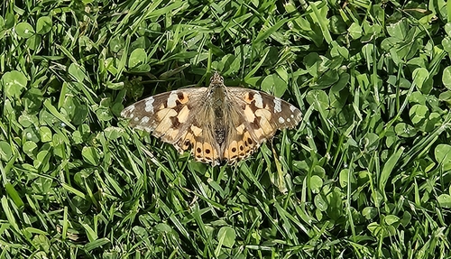 Painted Lady