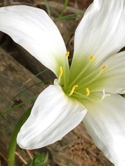 Zephyranthes atamasco