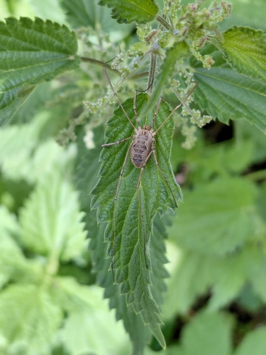 European Harvestman