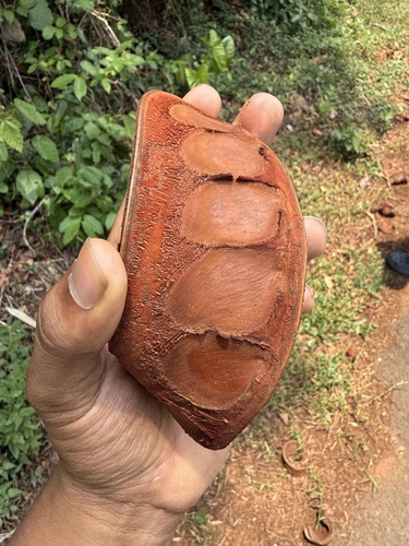 Xylia xylocarpa