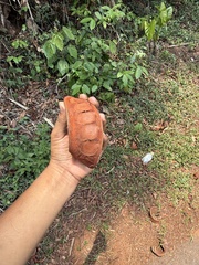 Xylia xylocarpa, photograph (c) Swarochi Tathagath, some rights reserved (CC BY)